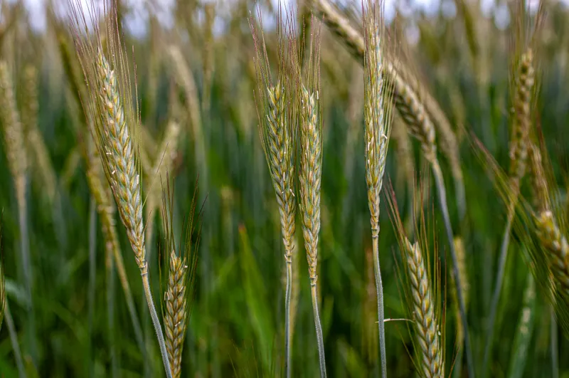 makro four wheat ears
