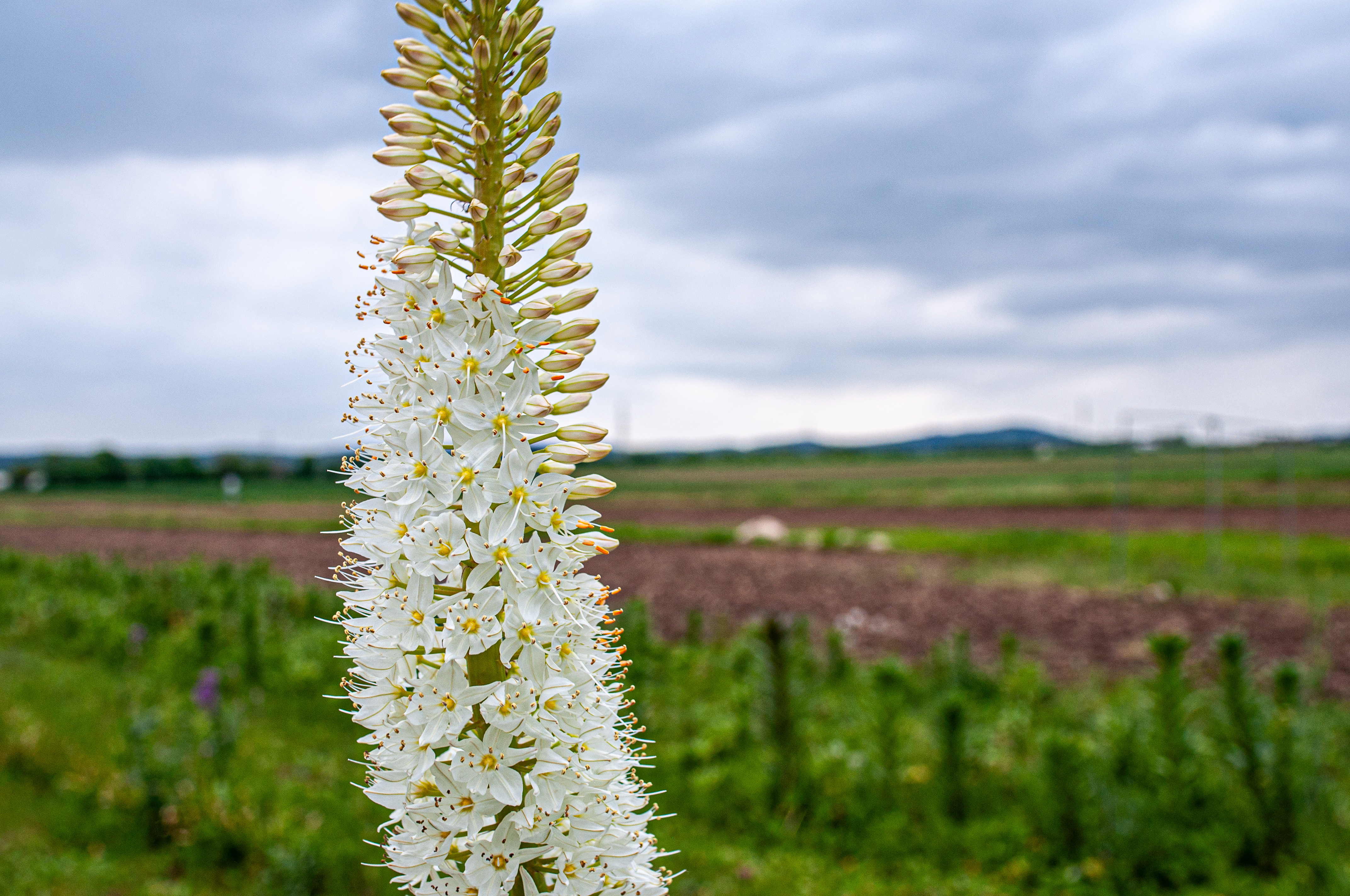 flower eremurus