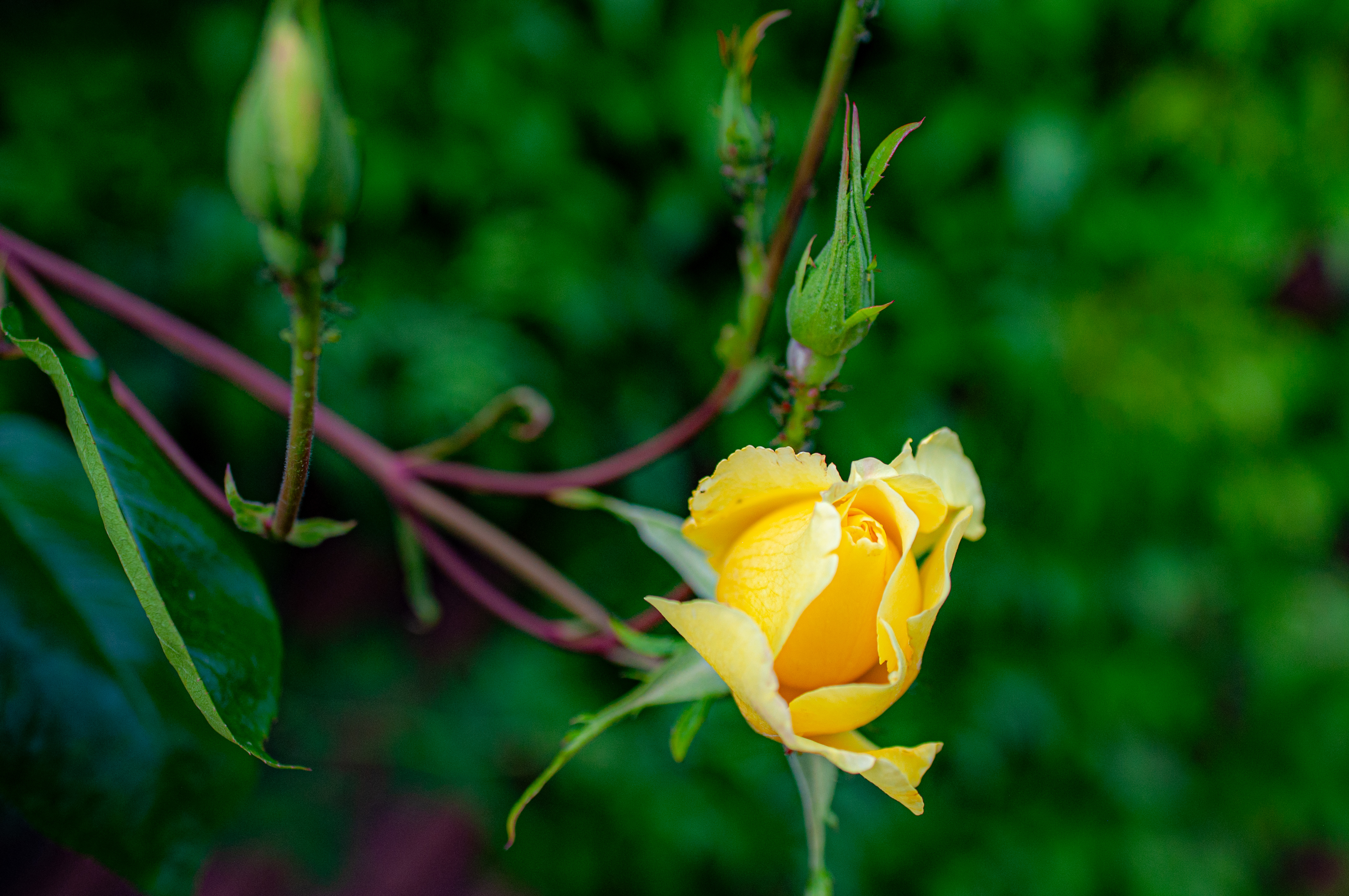 yellow rose